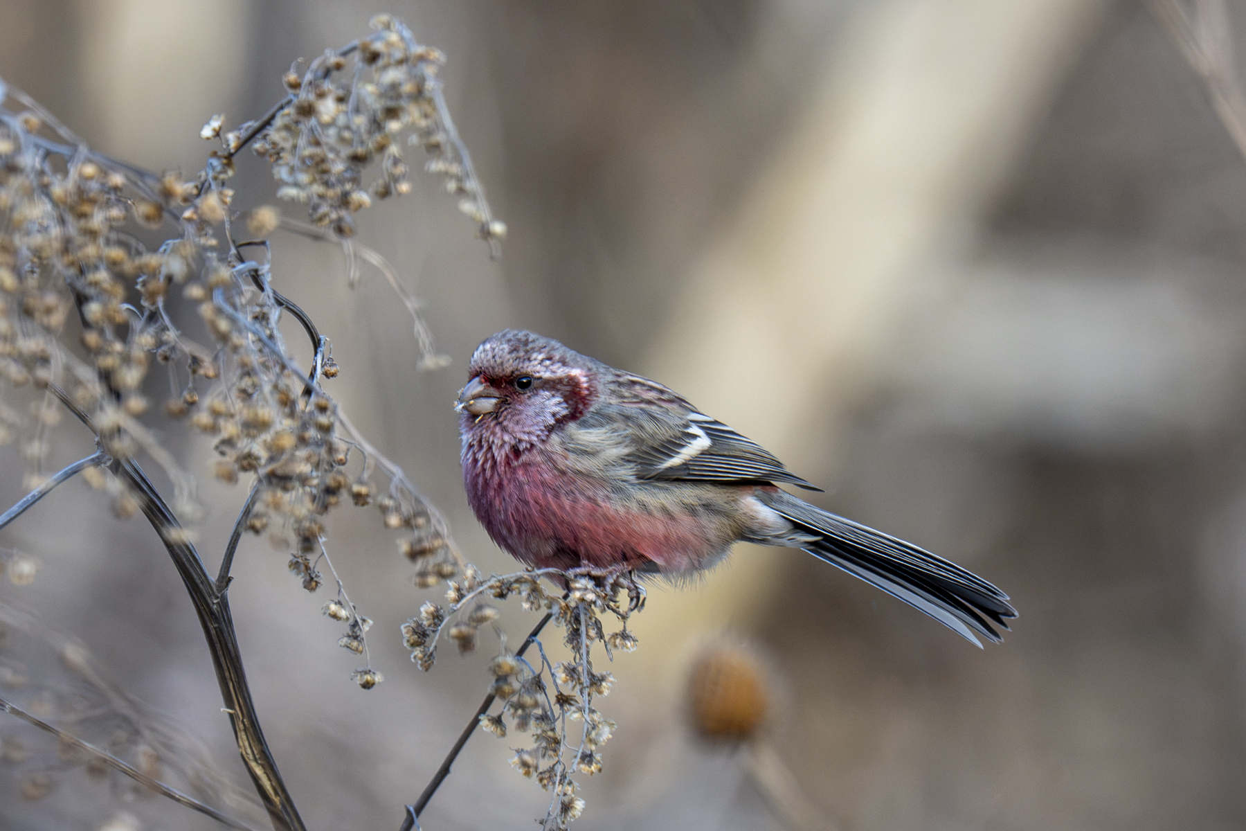 Chinese Long-tailed Rosefinch (image by Mark Beaman)