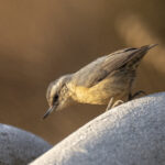Chinese Nuthatch (image by Mark Beaman)