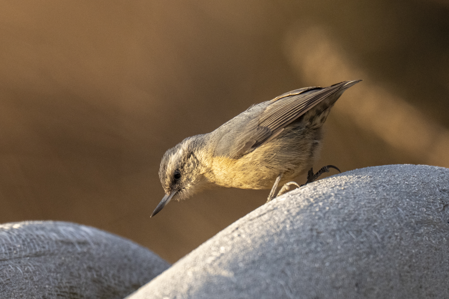 Chinese Nuthatch (image by Mark Beaman)