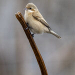 Chinese Penduline Tit (image by Mark Beaman)