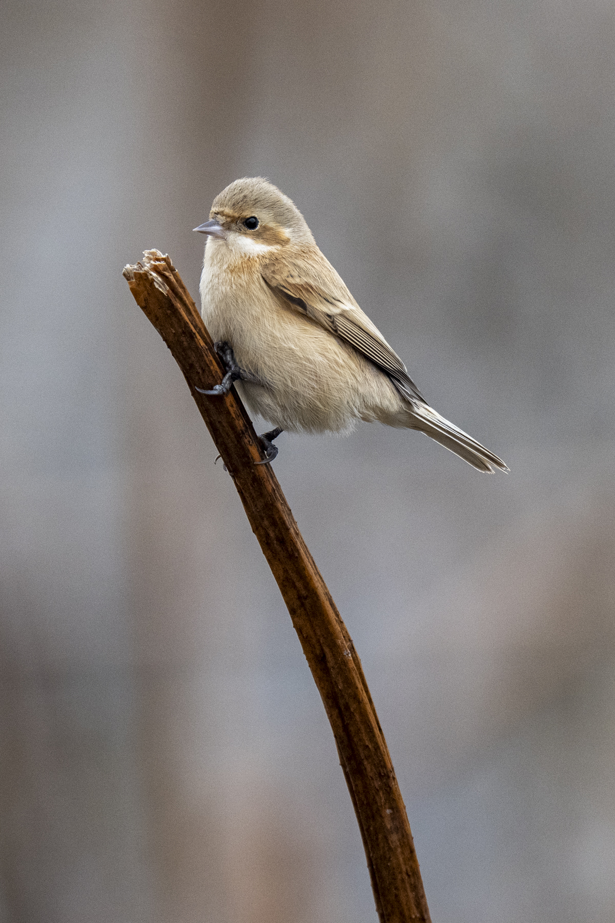 Chinese Penduline Tit (image by Mark Beaman)