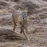 Chinese Water Deer (image by Mark Beaman)