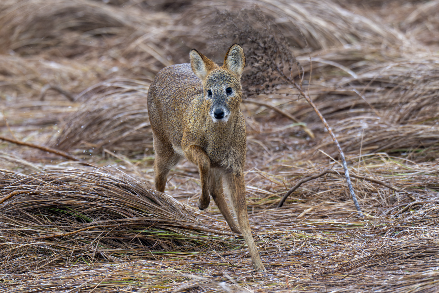 Chinese Water Deer (image by Mark Beaman)