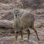 Chinese Water Deer (image by Mark Beaman)