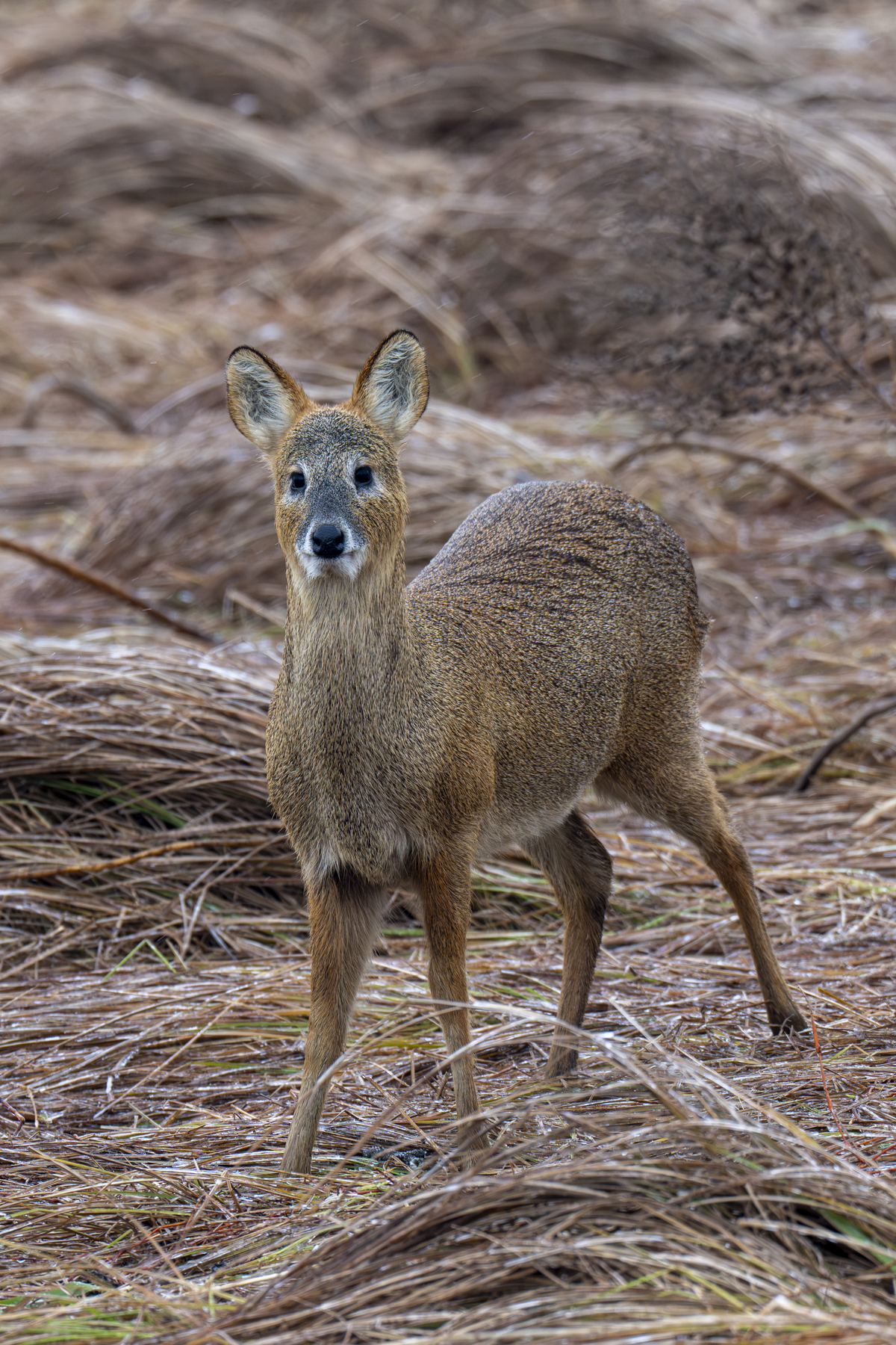 Chinese Water Deer (image by Mark Beaman)