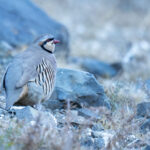 Chukar Partridge (image by Mark Beaman)