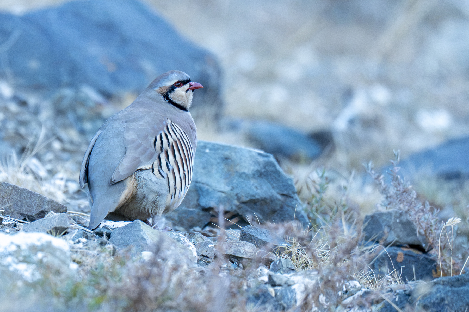 Chukar Partridge (image by Mark Beaman)