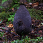 Cinereous Tinamou (image by Leo Garrigues)