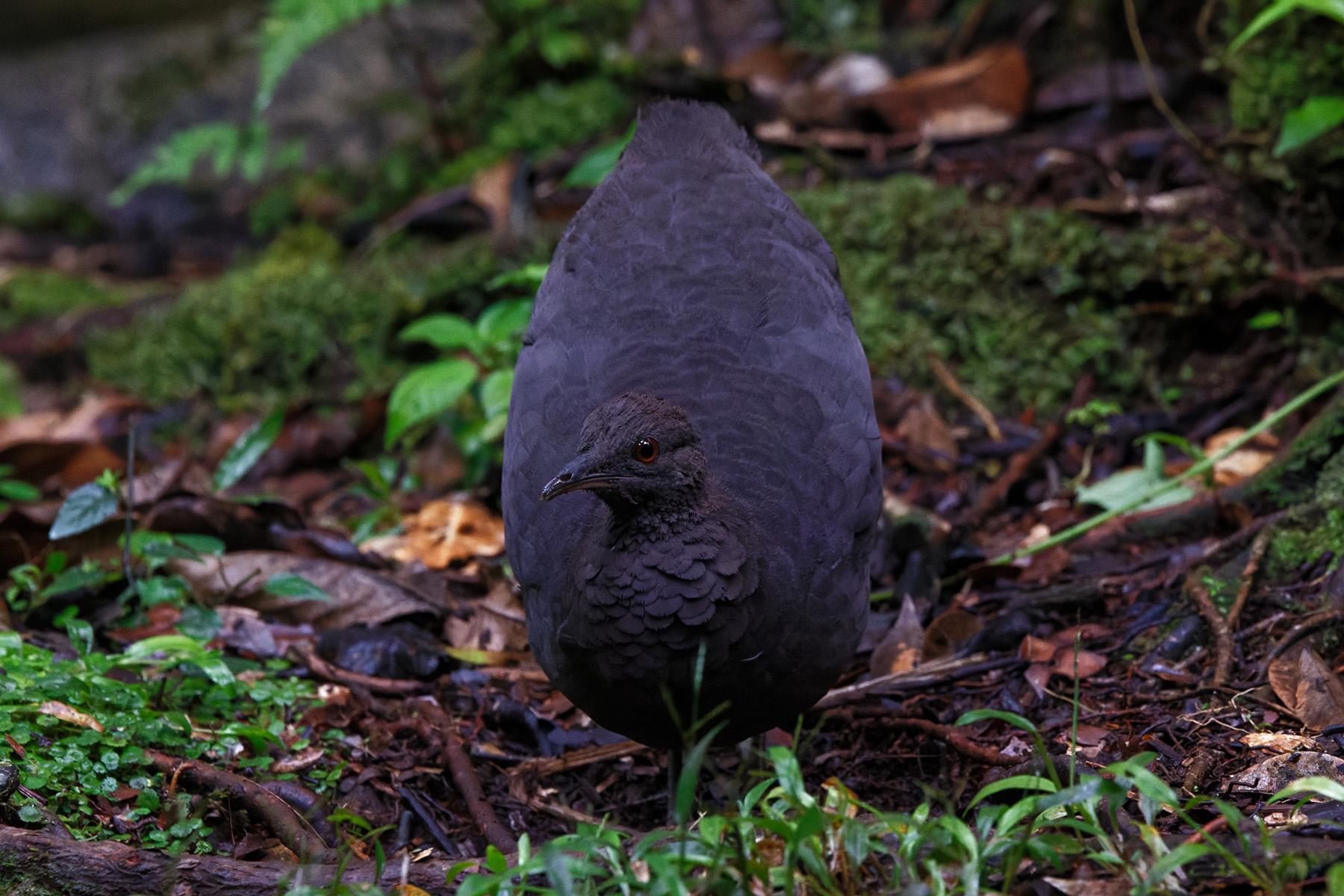 Cinereous Tinamou (image by Leo Garrigues)