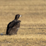 Cinereous Vulture (image by Mark Beaman)