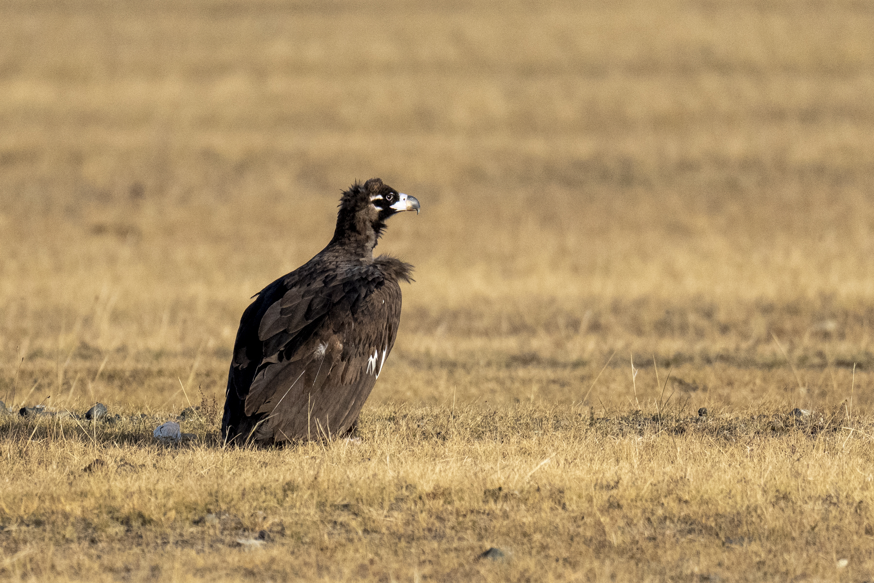Cinereous Vulture (image by Mark Beaman)