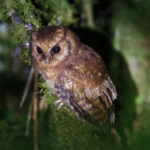 Cinnamon Screech Owl (image by Leo Garrigues)