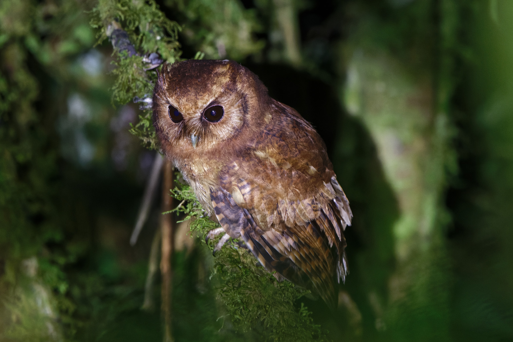 Cinnamon Screech Owl (image by Leo Garrigues)