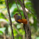 Cinnamon-rumped Foliage-gleaner (image by Mark Van Beirs)
