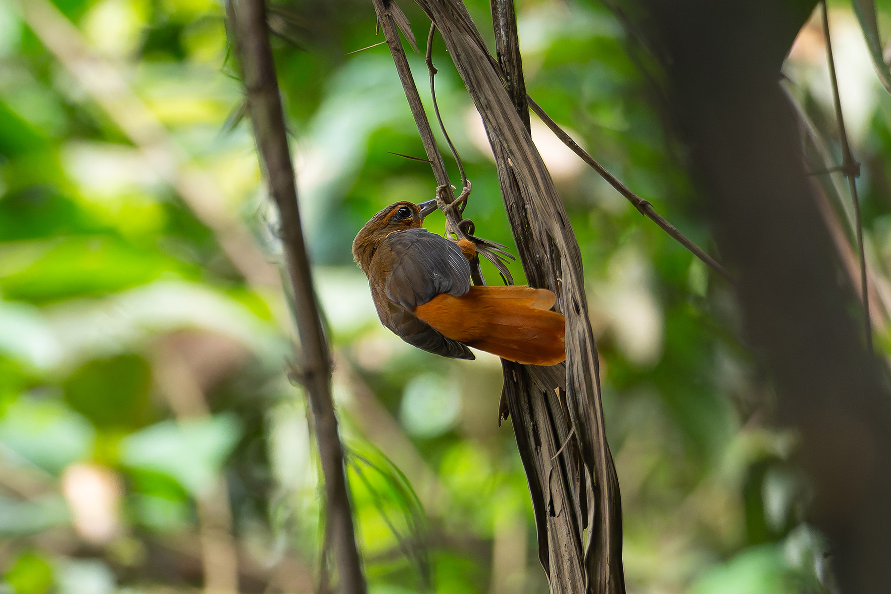 Cinnamon-rumped Foliage-gleaner (image by Mark Van Beirs)