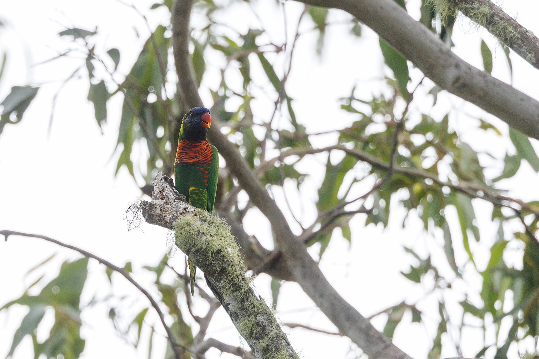 Coconut Lorikeet (image by Dáni Balla)