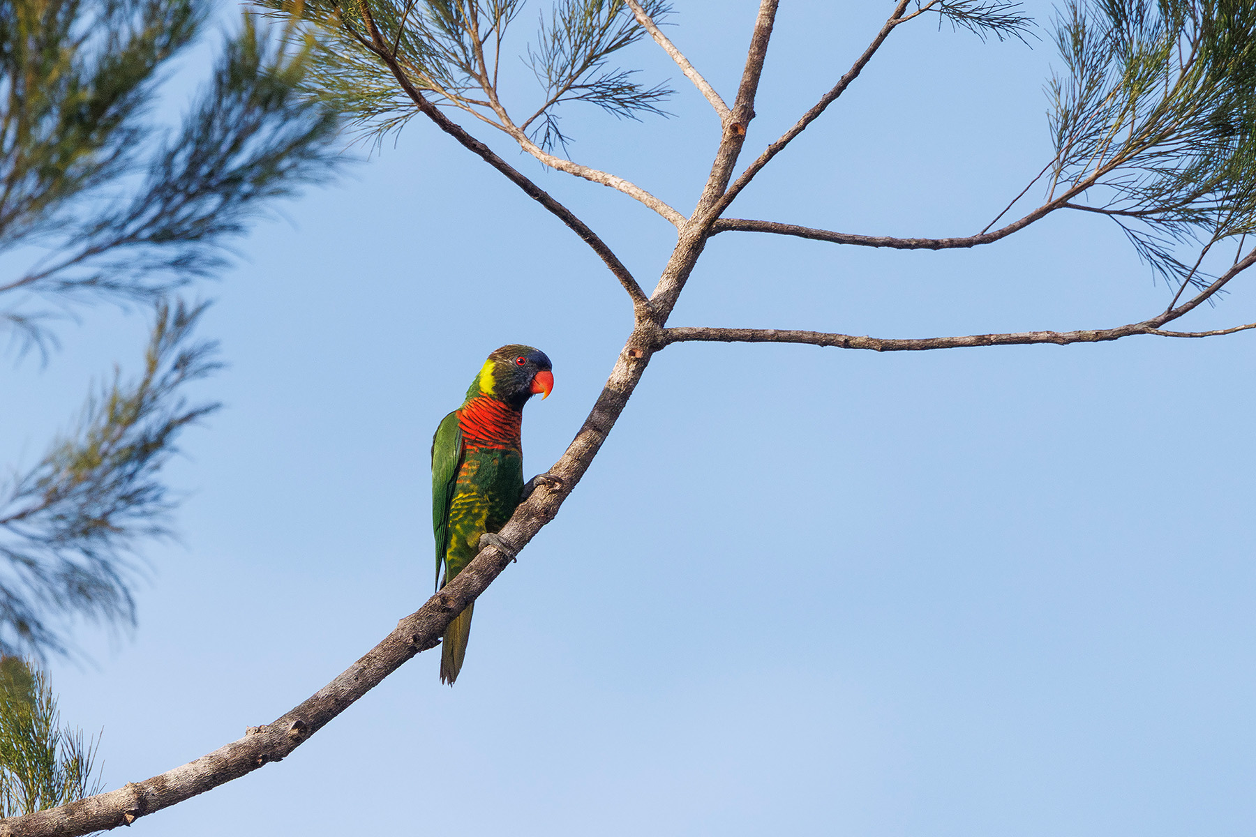 Coconut Lorikeet (image by Dáni Balla)