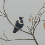 Collared Crow (image by Mark Beaman)