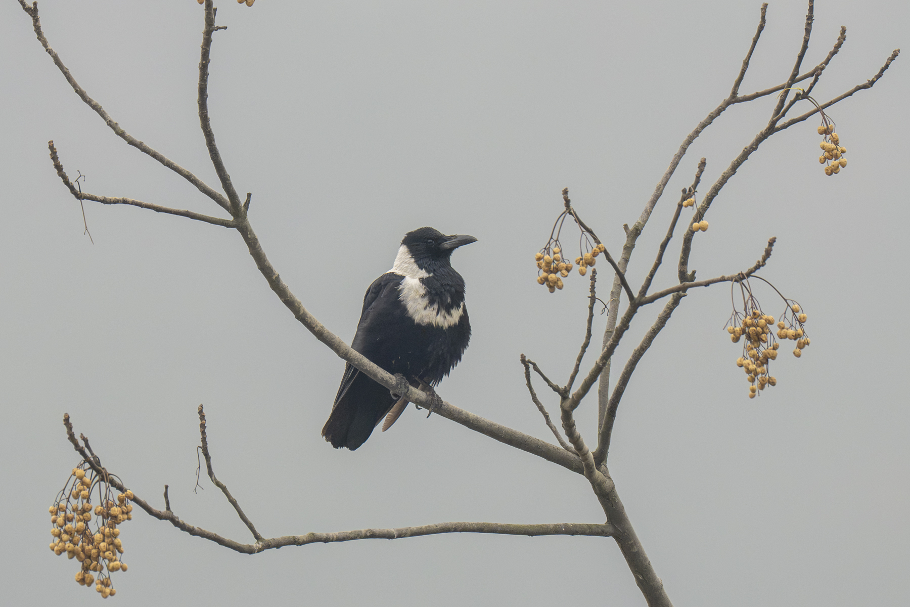 Collared Crow (image by Mark Beaman)