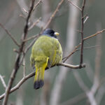 Collared Finchbill (image by Mark Beaman)