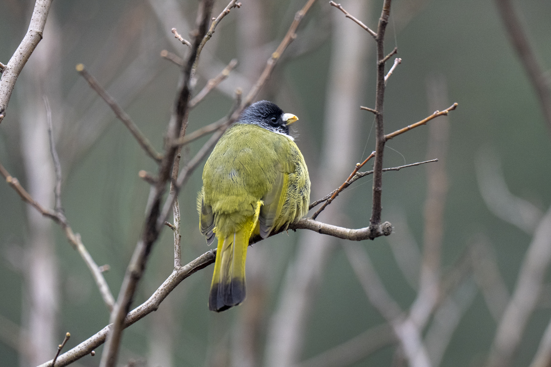 Collared Finchbill (image by Mark Beaman)
