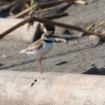 Collared Plover (image by Mark Van Beirs)