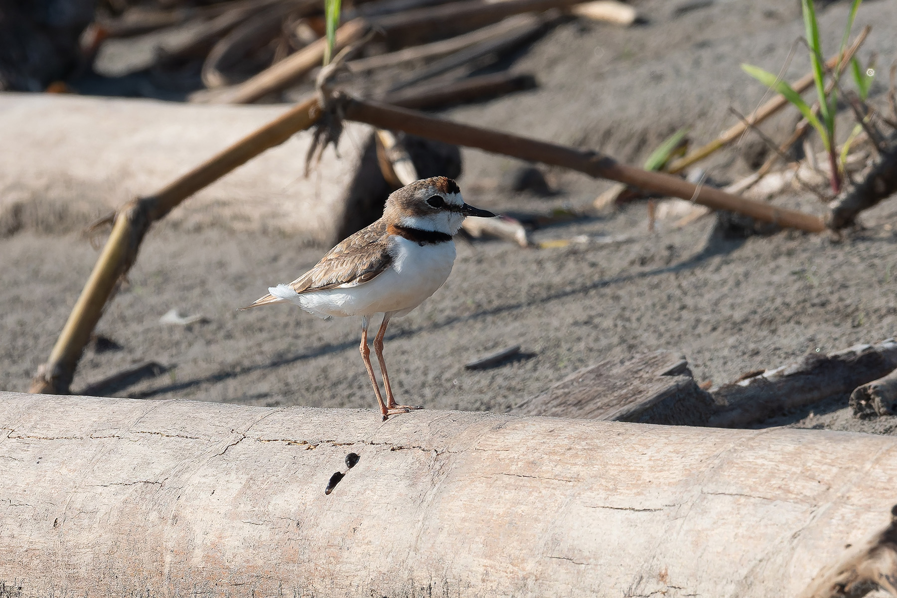 Collared Plover (image by Mark Van Beirs)