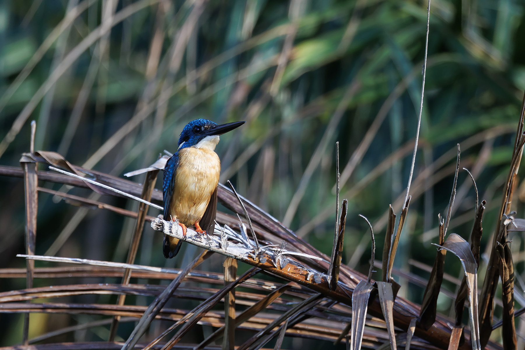 Common Kingfisher (image by Dáni Balla)