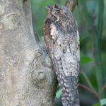 Common Potoo (image by Mark Van Beirs)