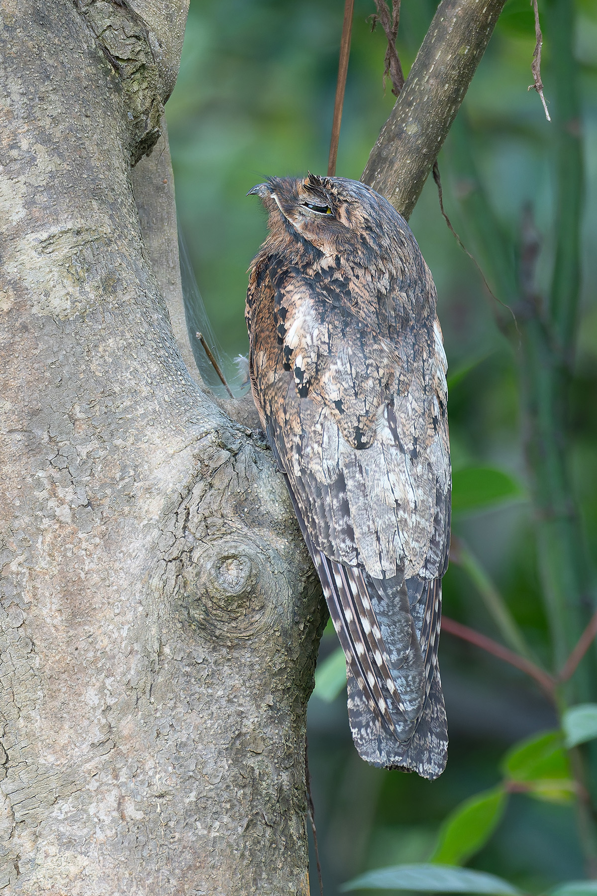 Common Potoo (image by Mark Van Beirs)
