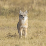 Corsac Fox (image by Mark Beaman)