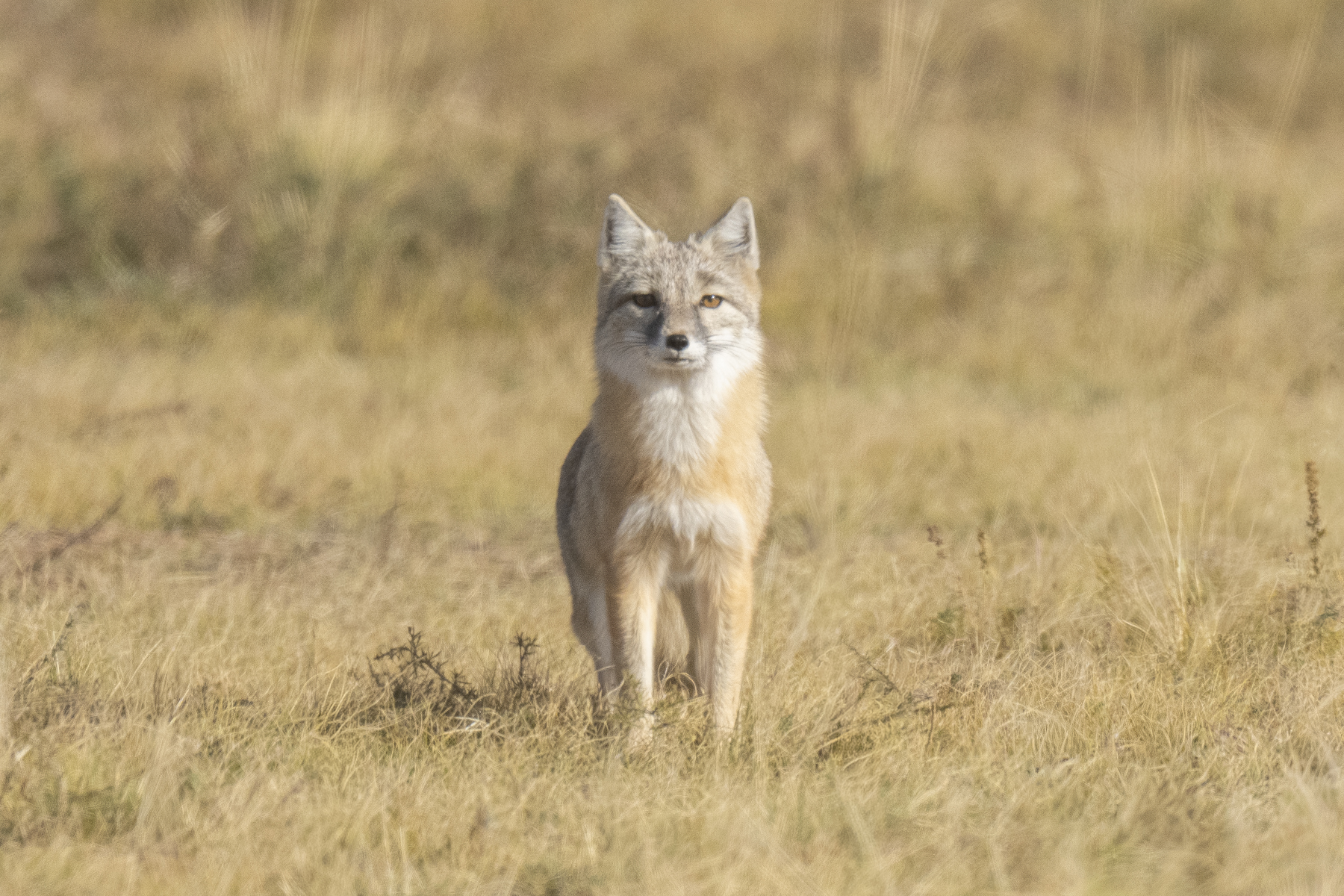 Corsac Fox (image by Mark Beaman)