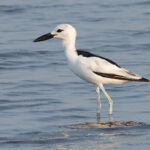 Crab-plover (image by Mark Van Beirs)