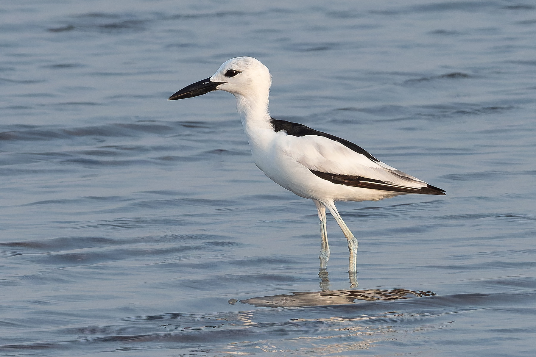 Crab-plover (image by Mark Van Beirs)