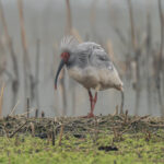 Crested Ibis (image by Mark Beaman)