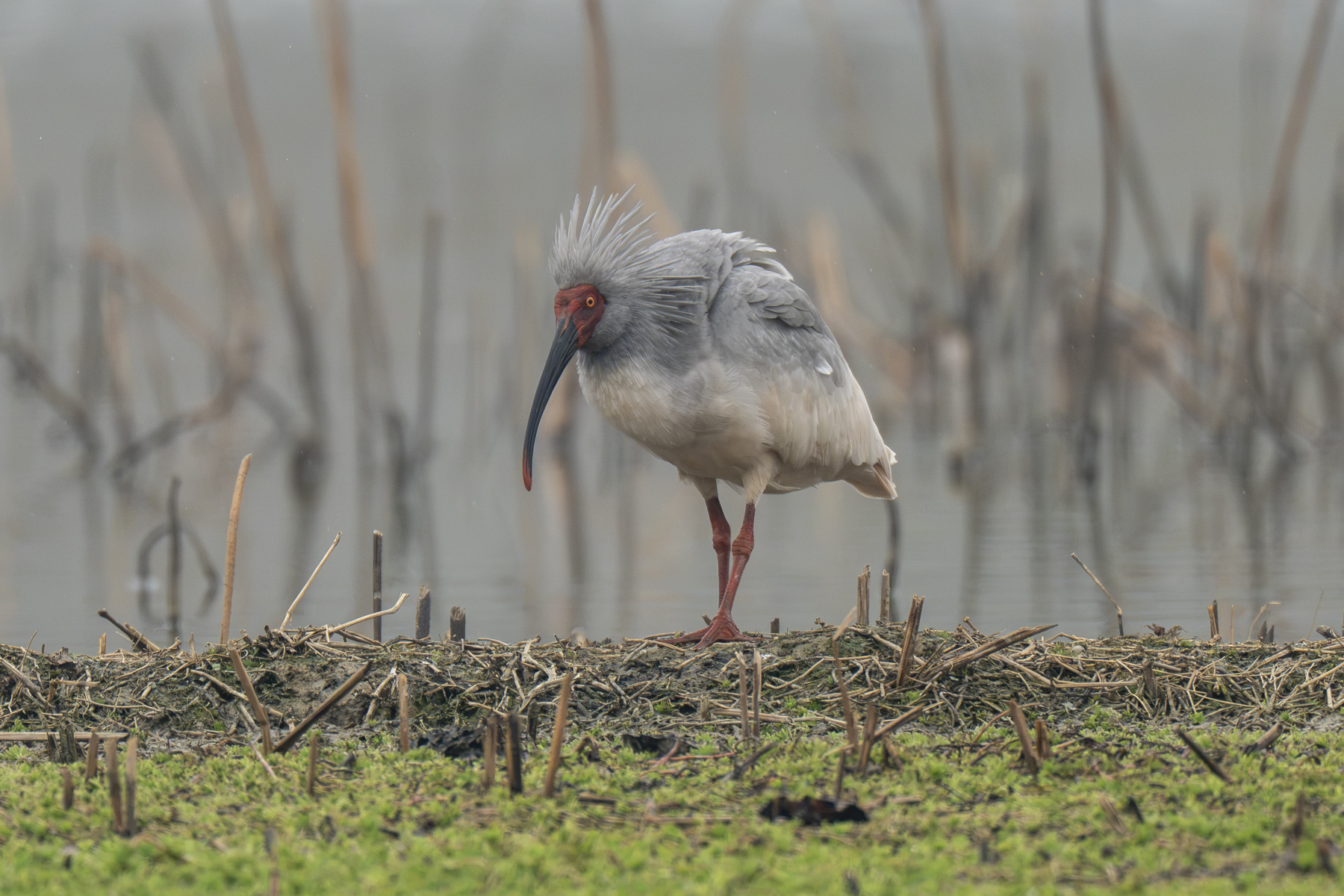 Crested Ibis (image by Mark Beaman)