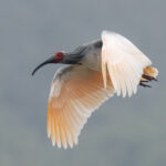 Crested Ibis (image by Mark Beaman)