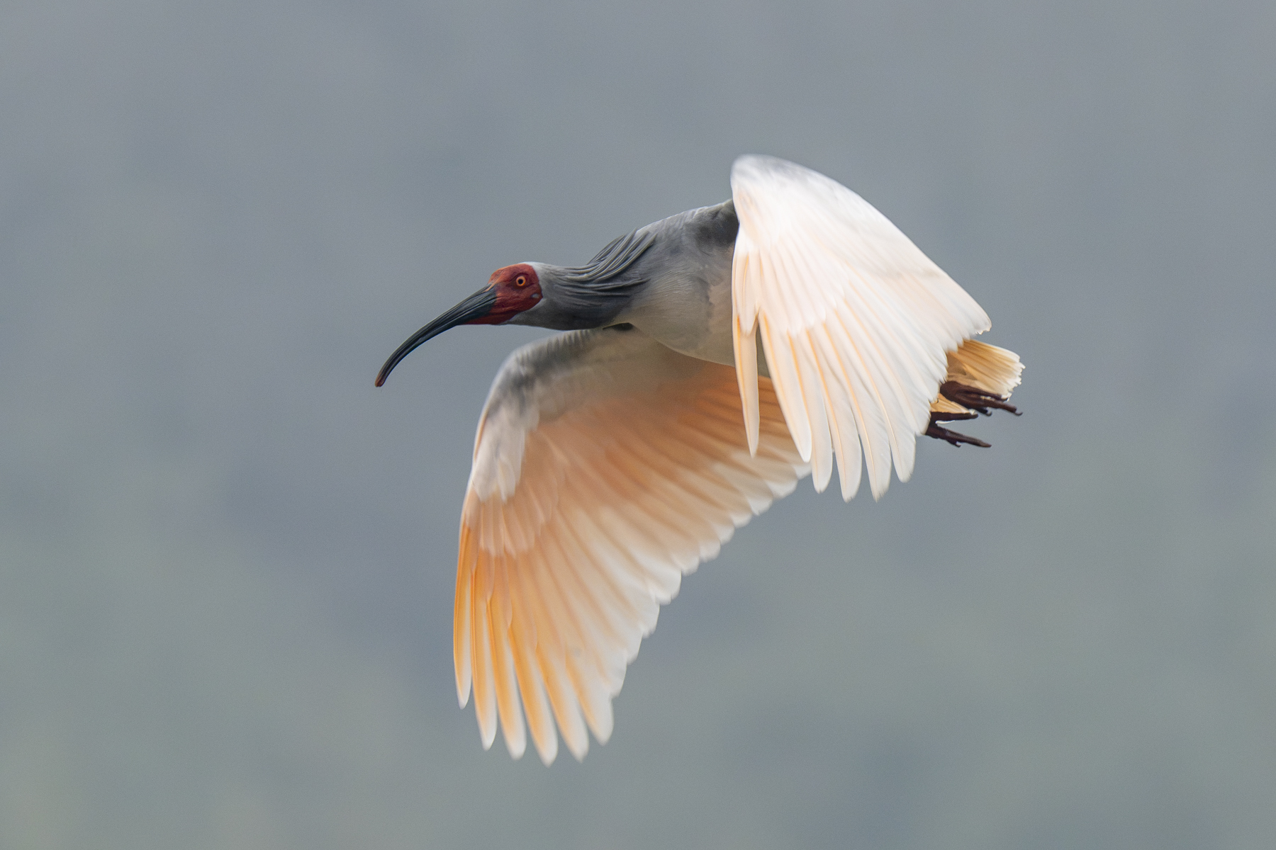 Crested Ibis (image by Mark Beaman)
