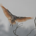 Crested Ibis (image by Mark Beaman)