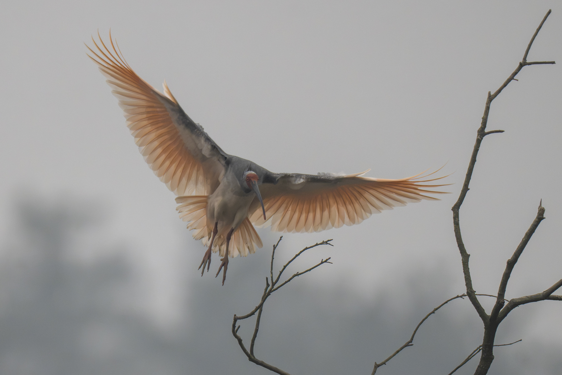 Crested Ibis (image by Mark Beaman)