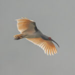 Crested Ibis (image by Mark Beaman)
