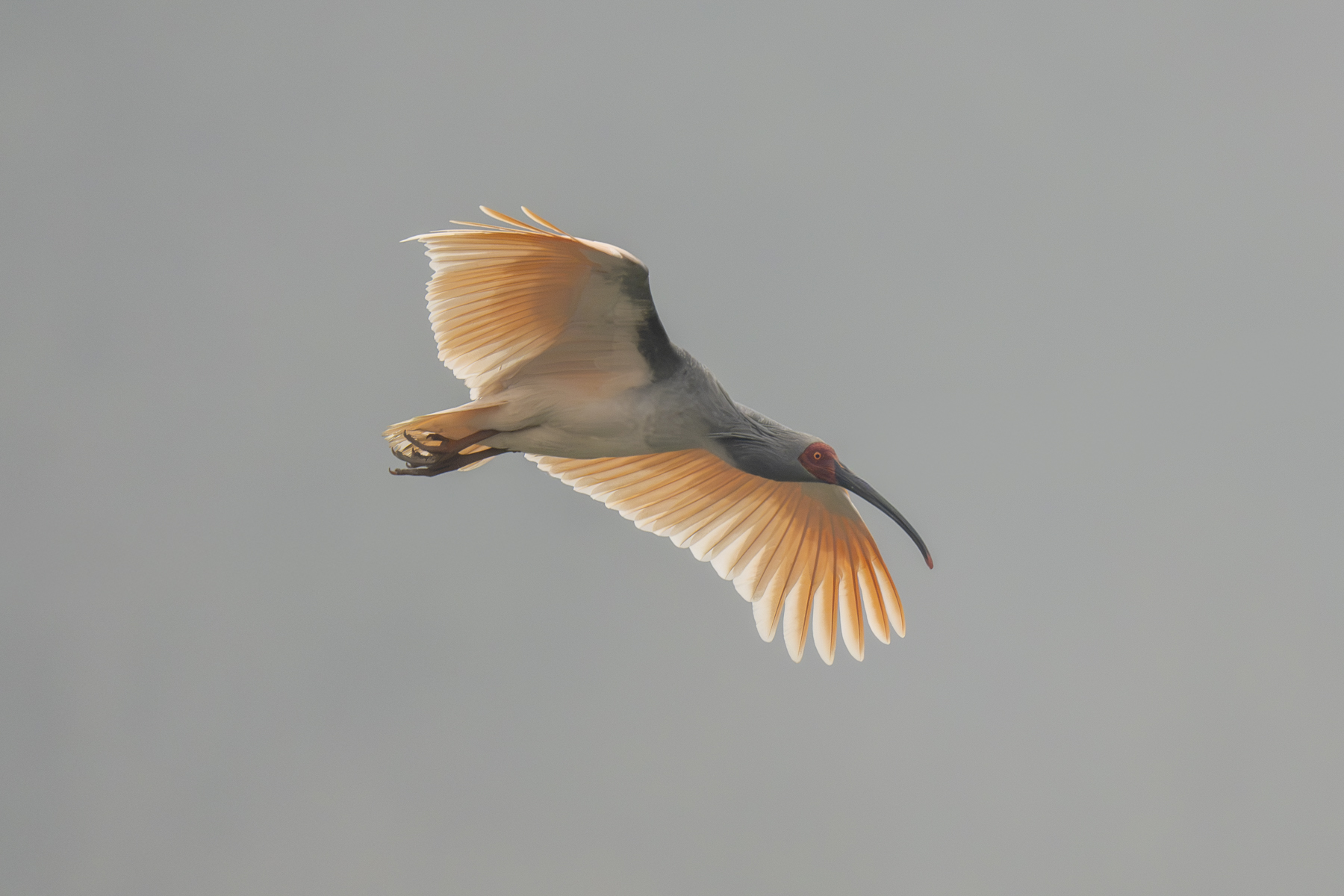 Crested Ibis (image by Mark Beaman)