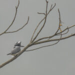 Crested Kingfisher (image by Mark Beaman)