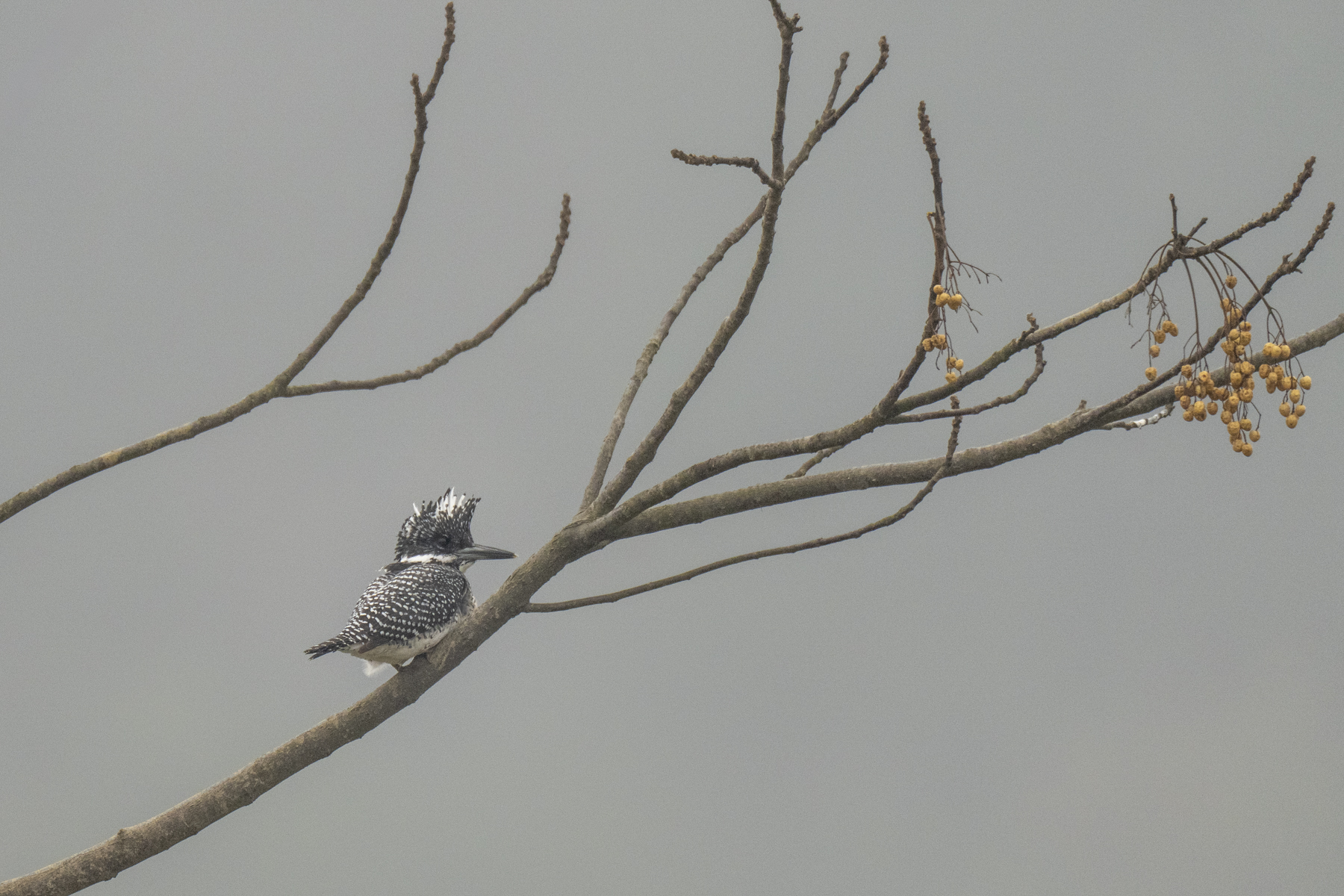 Crested Kingfisher (image by Mark Beaman)