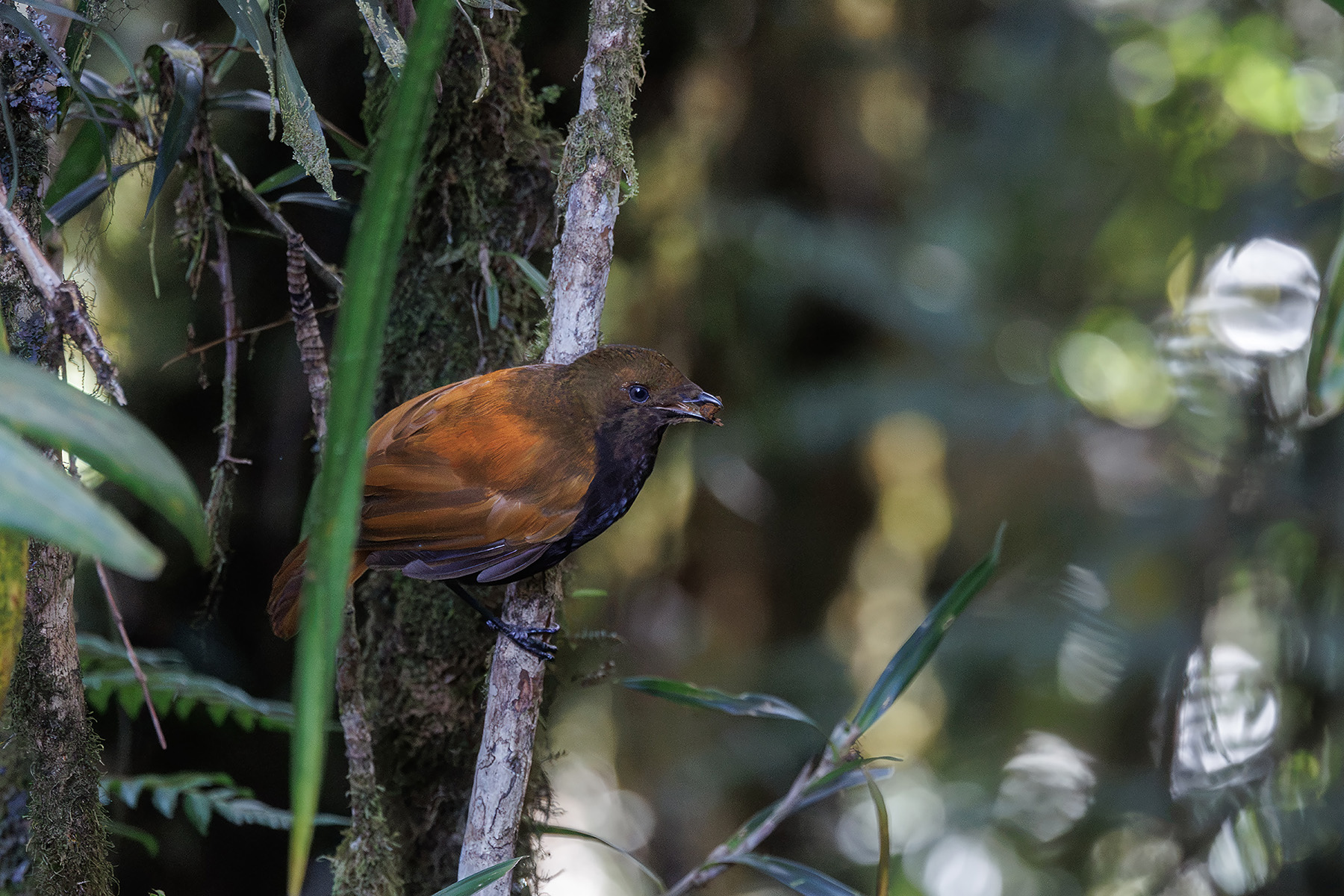 Crested Satinbird (image by Dáni Balla)