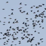 Daurian Jackdaws (image by Mark Beaman)