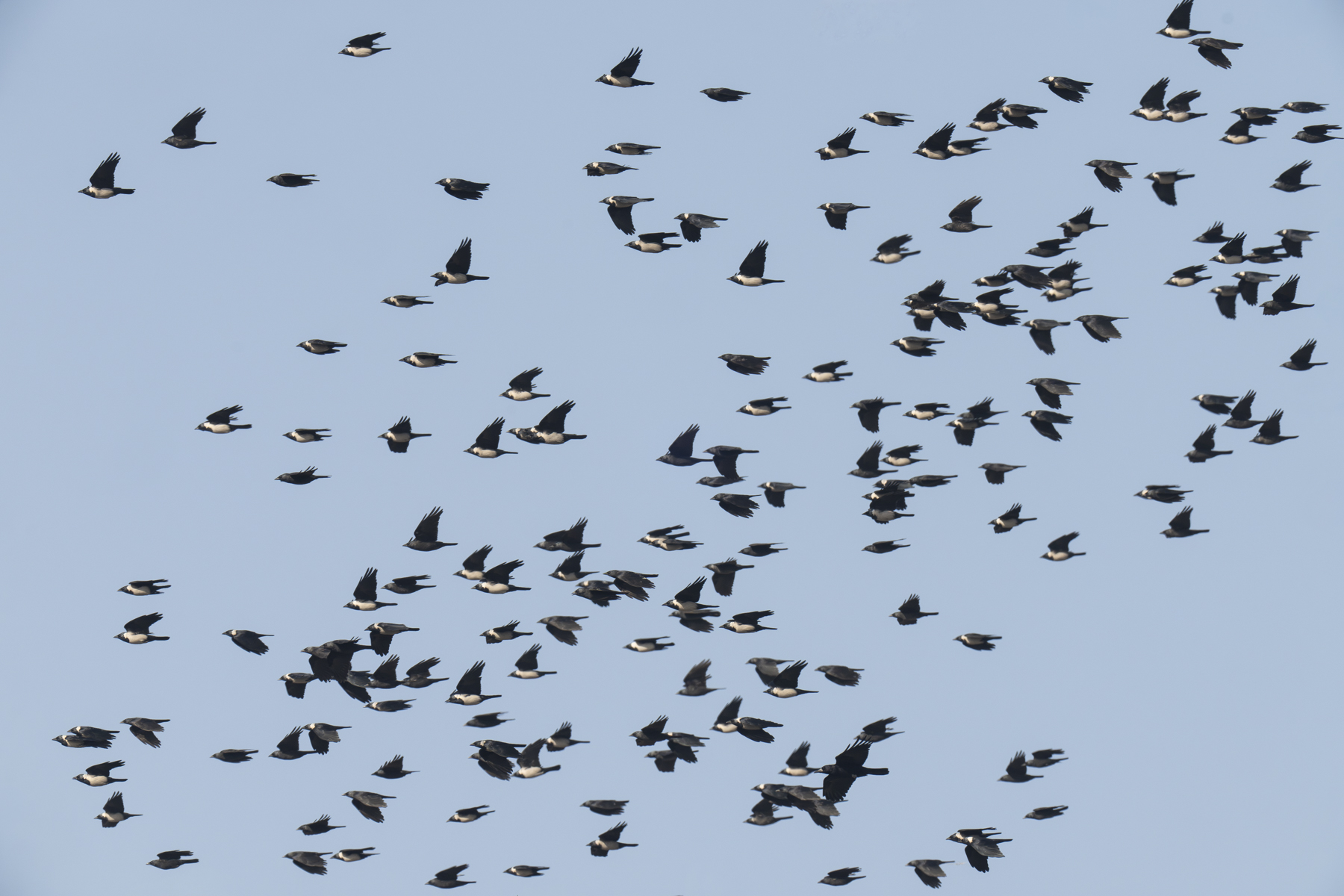 Daurian Jackdaws (image by Mark Beaman)