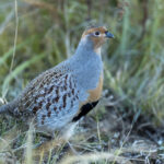 Daurian Partridge (image by Mark Beaman)