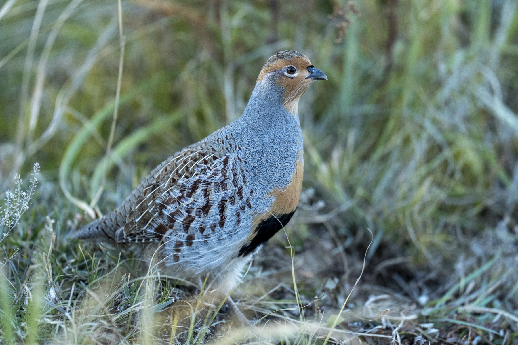 Daurian Partridge (image by Mark Beaman)