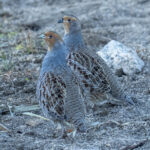 Daurian Partridges (image by Mark Beaman)